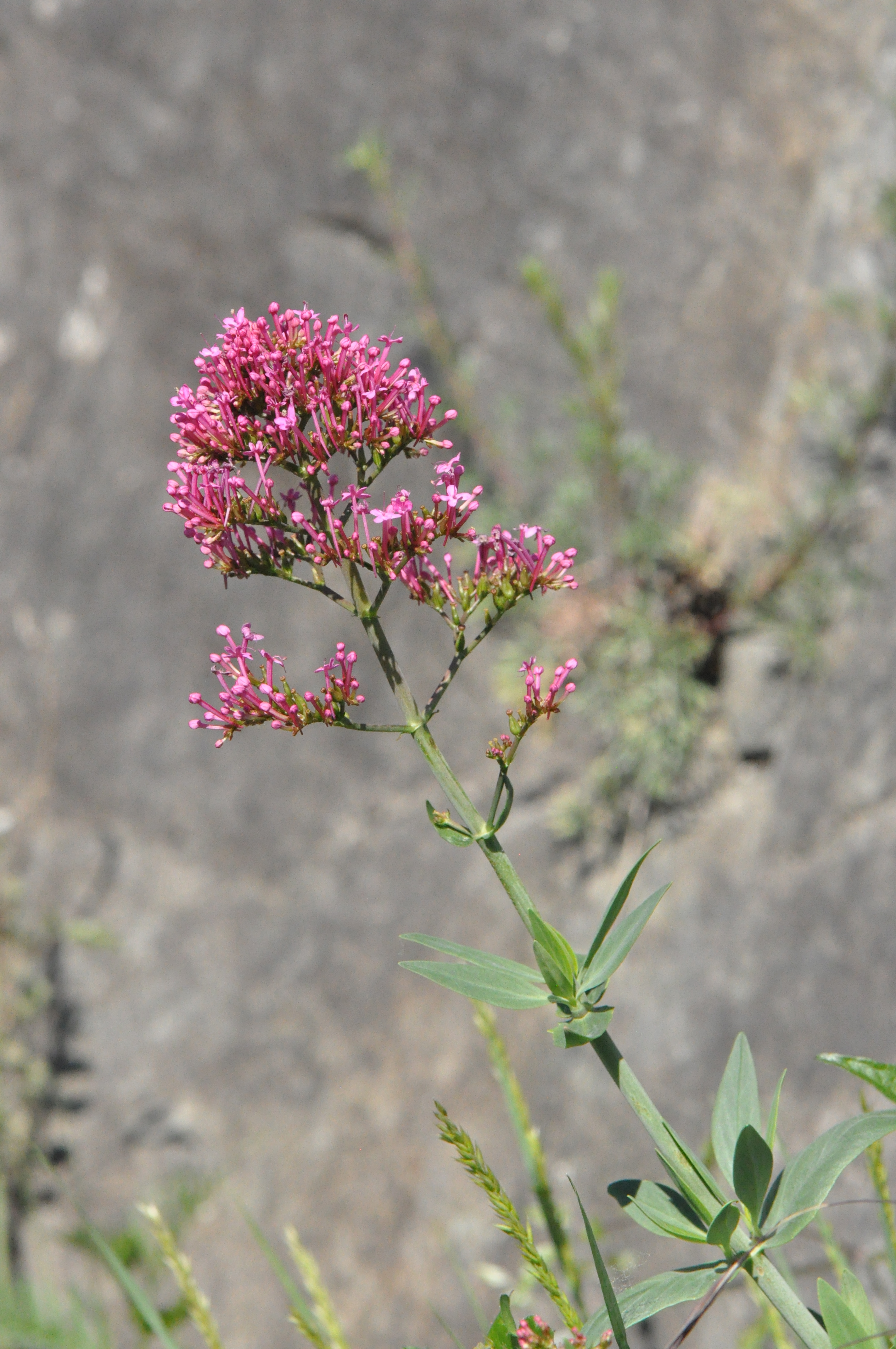 Centranthus ruber (L.) DC.